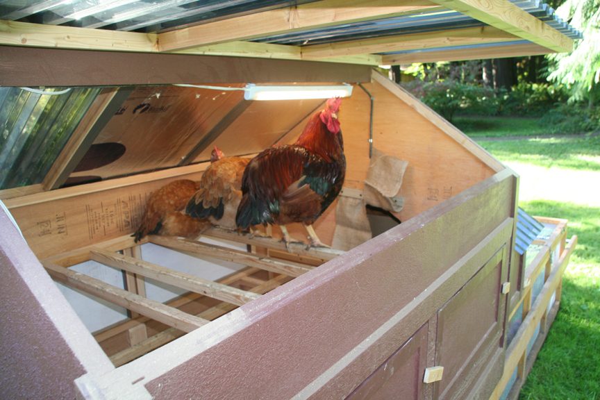Report Ideas: Plans for pvc chicken tractor